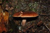 Lactarius rufus var. parvus image