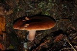 Lactarius rufus var. parvus image