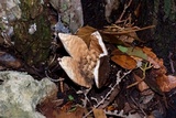 Chorioactis geaster image