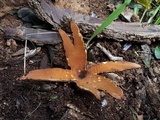 Chorioactis geaster image