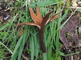 Chorioactis geaster image
