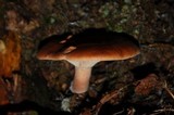 Lactarius rufus image