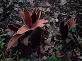Chorioactis geaster image