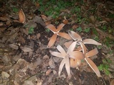 Chorioactis geaster image