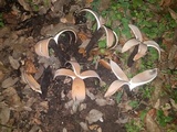 Chorioactis geaster image