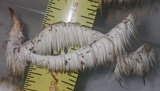 Hericium americanum image