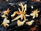 Hericium americanum image
