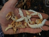 Hericium americanum image