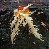 Hericium americanum image