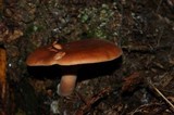 Lactarius rufus var. parvus image