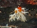 Hericium americanum image