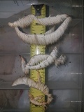 Hericium americanum image