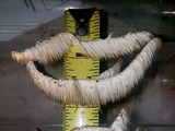 Hericium americanum image