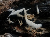 Hericium americanum image