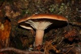 Lactarius rufus image