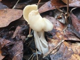 Helvella crispa image