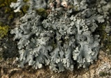 Physcia aipolia image