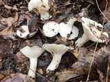 Hygrophorus subsordidus image