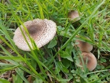 Lepiota besseyi image