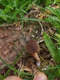 Lepiota besseyi image