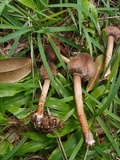 Lepiota besseyi image