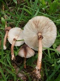 Lepiota besseyi image