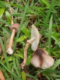 Lepiota besseyi image