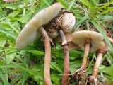 Lepiota besseyi image