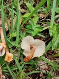 Lepiota besseyi image