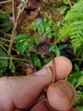 Psilocybe guilartensis image