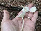 Cuphophyllus virgineus image