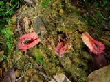 Laternea pusilla image