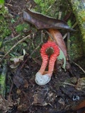 Laternea pusilla image