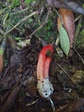 Laternea pusilla image