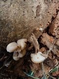 Auriscalpium villipes image