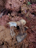 Auriscalpium villipes image