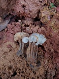 Auriscalpium villipes image