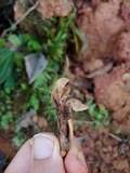 Auriscalpium villipes image