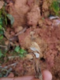 Auriscalpium villipes image