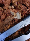 Auriscalpium villipes image