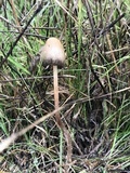 Psilocybe semilanceata image