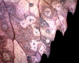 Diplocarpon mespili image