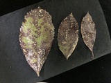 Diplocarpon mespili image