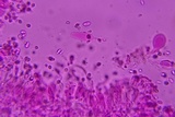 Mycena aetites image