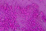 Mycena aetites image