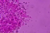 Mycena aetites image