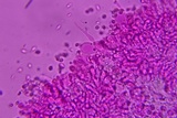 Mycena aetites image