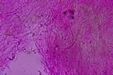 Mycena aetites image