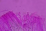 Mycena aetites image
