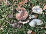Lactarius paradoxus image